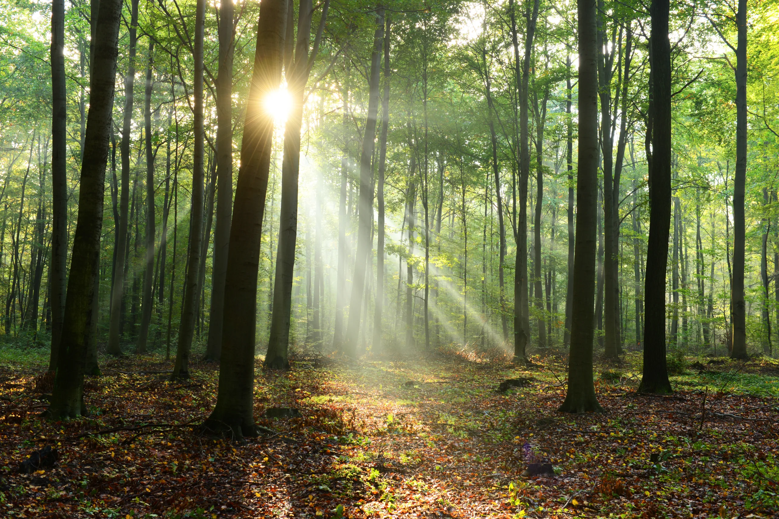 Leidzirkular-Beispielbild-1